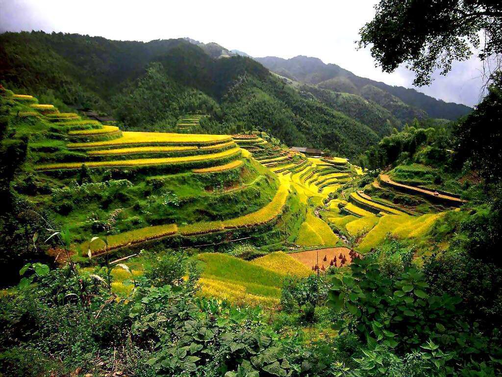 Baguio-Rice-Terraces-Philippines.jpg
