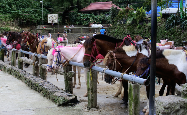 su-khac-nhau-3-truong-anh-ngu-tai-philippines-8