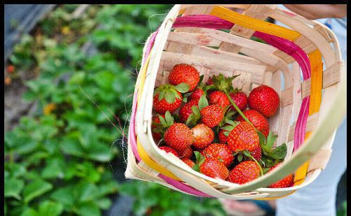 ngo-ngang-truoc-canh-dep-cua-thanh-pho-suong-mu-baguio-4